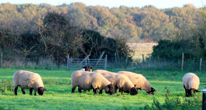 a group of healthy suffolk ewes grazing in the sunshine 