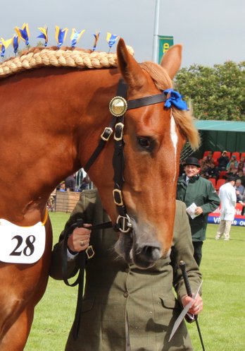 a stunning head portrait of a female suffolk punch horse in a show ring being walked in hand