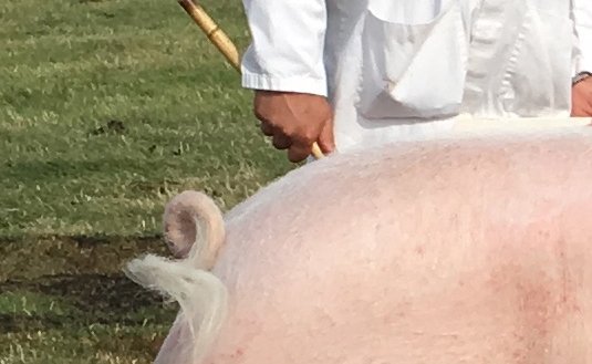champion pig, a large white sow standing proud 