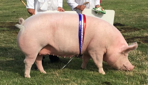 a large white (mapel leaf) pig with her rixe winning banner