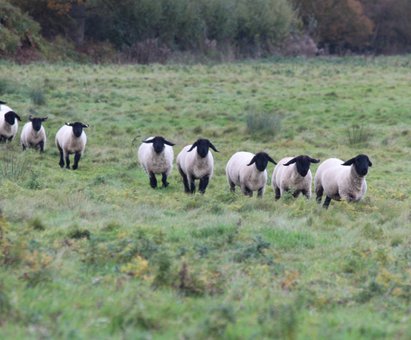 pedigree suffolk ewes on wet pasture running to the feed 