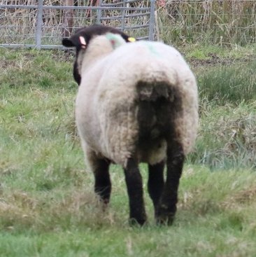 A suffolk ewe suffering from a heavy worm infection. 