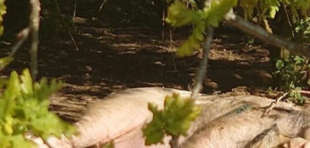 a mature gloucestershire old spot boar laying under a oak tree on a summer afternoon 