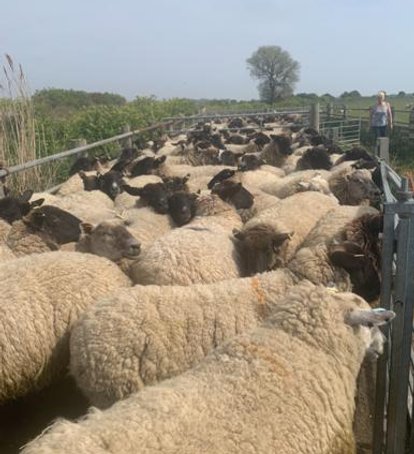 a sea of ewes gathered in from the fields ready for fly treatment