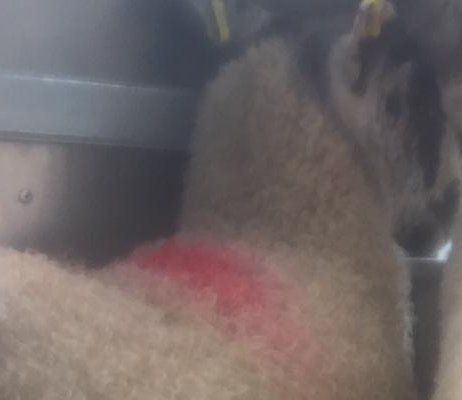 3 north country mule lambs in a trailer with very dirty bums due to a worm infection 