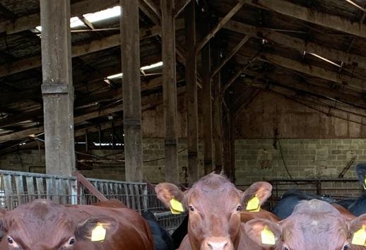 a group of cattle housed in a barn 