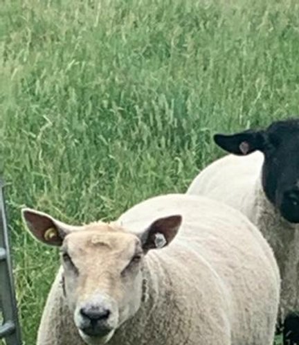 3 pedigree ewes: a suffolk and 2 charollais