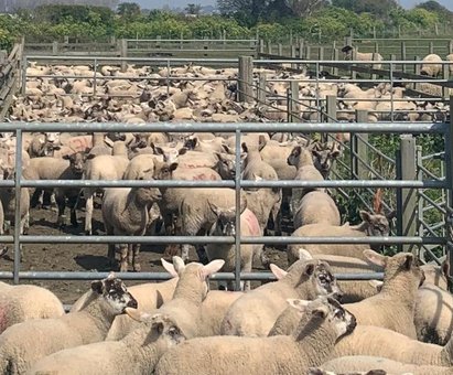 Large group of spring lambs, in a holding pens waiting for treatments 